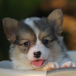 American Corgi, French Bulldog, and Pembroke Welsh Corgi Puppies from Moonstone Corgis & Frenchies
