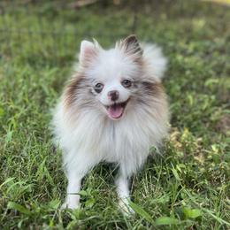 Pomeranian puppies from Cuddles n Curls