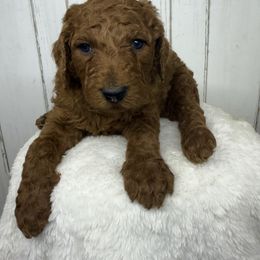 Male 2 - Red  male Poodle puppy in Mississippi from Ewing Acres