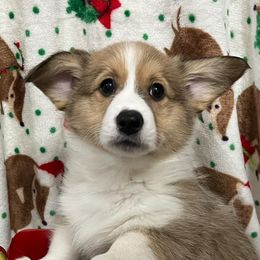 Gin - Pembroke Welsh Corgi puppy from Triple T Corgis