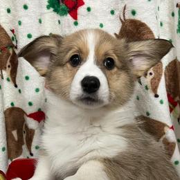 Gin - Pembroke Welsh Corgi puppy from Triple T Corgis