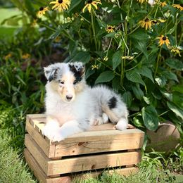 Rapunzel - Blue merle female Collie puppy in Chilhowie, Virginia from Jolly Collies & Kingdom Elite Yorkshire Terriers