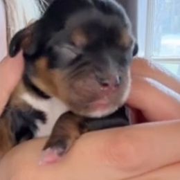 Boy with the most white - Black and tan male Cavalier King Charles Spaniel puppy in South Carolina from Columbia Cavaliers