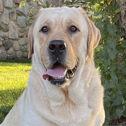 Hank - Labrador Retriever