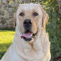Hank - Labrador Retriever