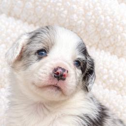 Dusty - Blue merle and white male Cardigan Welsh Corgi puppy in Kerens, West Virginia from Leather & Lace