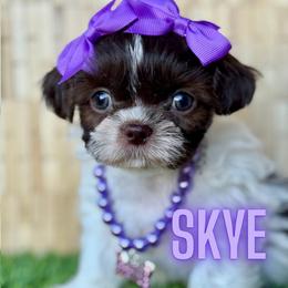 Skye - Chocolate female Shih Tzu puppy in San Tan Valley, Arizona from My Puppy Tzu