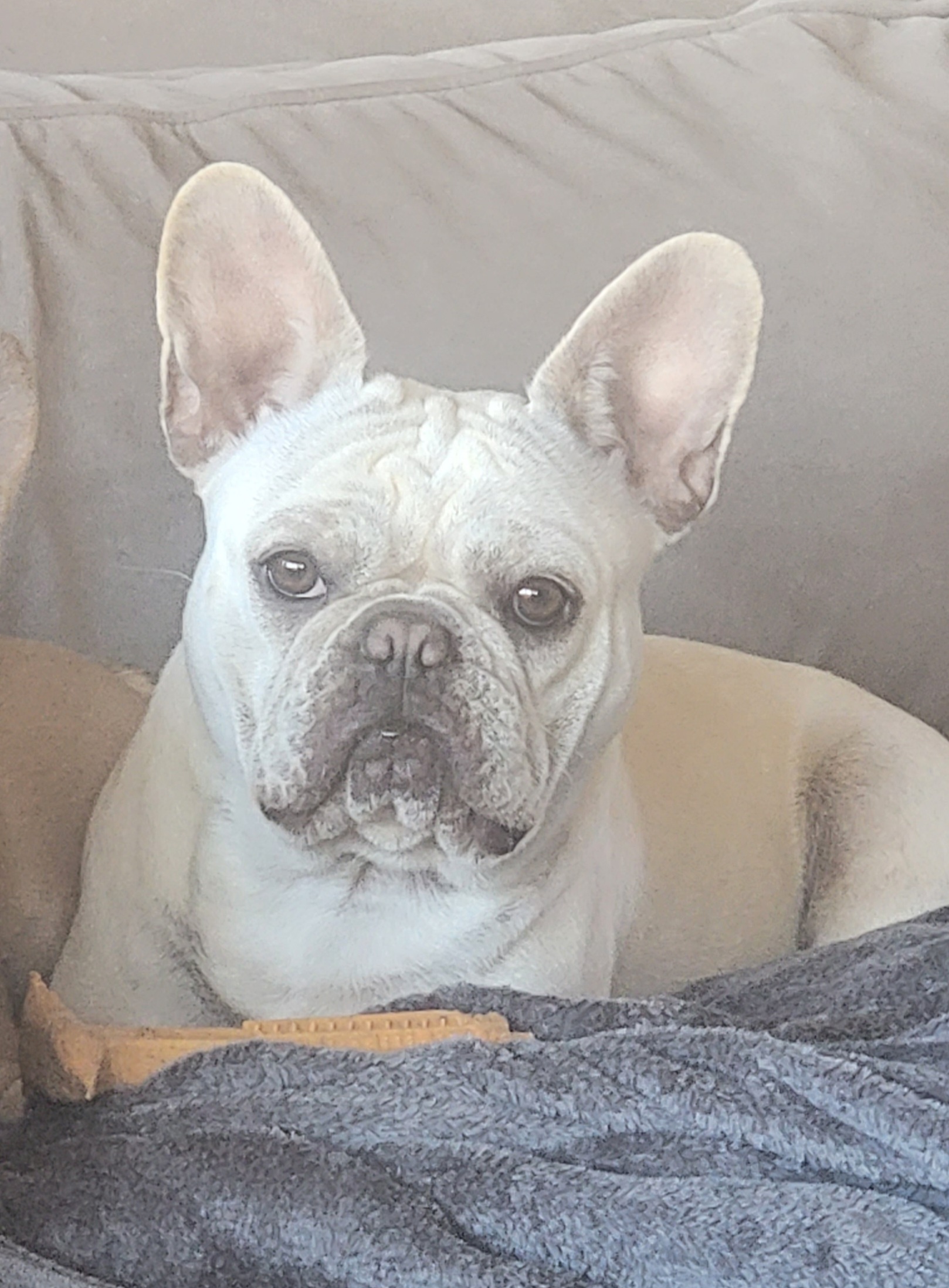 Tequila - French Bulldog