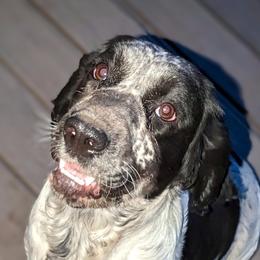 Cricket - English Springer Spaniel