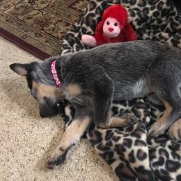 Australian Cattle Dog Puppies from LoveAHeeler