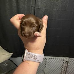 Iris Female 1 AKC - Chocolate female Dachshund puppy in Erie, Michigan from Champagne’s Grinch Toe’d Dachshunds