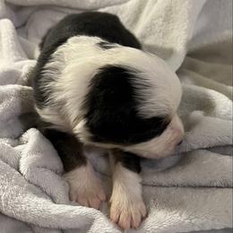 Crwth (krooth) - Black tri-color male Australian Shepherd puppy in Bennett, Colorado from Alolan Angel Aussies