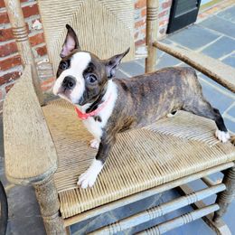 Boston Terrier Puppies from Our Gang Bostons