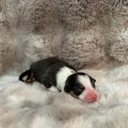 Girl 2 - female Australian Shepherd puppy in Greenville, South Carolina from Elusive Australian Shepherds