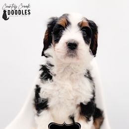 Winifred - Tri-color female Bernedoodle puppy in Tipton, Indiana from Country Creek Doodles