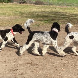 Poodle All Grown Up from Moonlight Standard Poodles