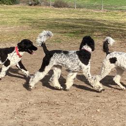 Poodle All Grown Up from Moonlight Standard Poodles