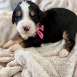 Miss Peaceful - Tri-color female Bernedoodle puppy in Hegins, Pennsylvania from Bubbling Springs Doodles, LLC