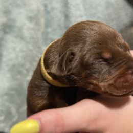 Yellow female - Red and rust female Doberman Pinscher puppy in Tallmadge, Ohio from Premier Dobermans