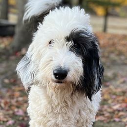 Kaya - Sheepadoodle