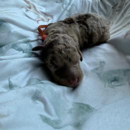 Coral - Merle female Goldendoodle puppy in Atlantic Beach, Florida from Glamorous Golden Doodles