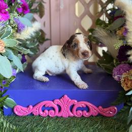 Chocolate and piebald dapple female - Dapple female Dachshund puppy in Wills Point, Texas from East Mini Dachshunds Texas