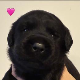 Miss Pink - Black female Labrador Retriever puppy in Clinton, Tennessee from Summer Rose