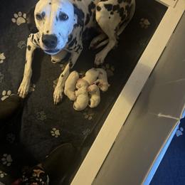 Girl 1 - White and black female Dalmatian puppy in Williamsburg, Ohio from Dewey’s Dals