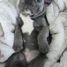 French Bulldog Puppies from Edna's Homegrown Frenchies