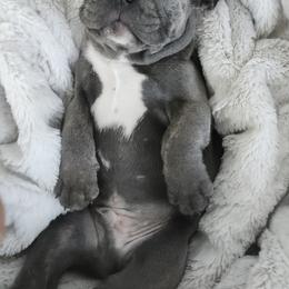 French Bulldog Puppies from Edna's Homegrown Frenchies