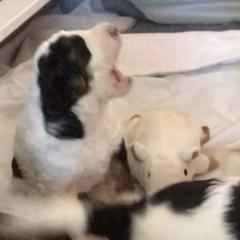 Saint Berdoodles from Double D Doodles