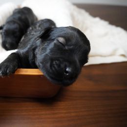 Pepper Salt Female 1 - Pepper and salt female Giant Schnauzer puppy in St George, Utah from Schnauzer Ranch