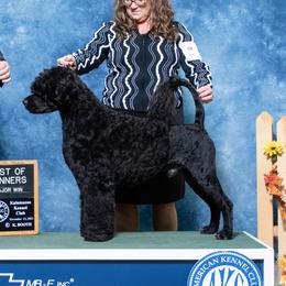 Zags - Portuguese Water Dog