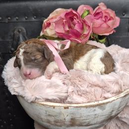 Zoe - Phantom female Springerdoodle puppy in Fargo, North Dakota from Dakota SpringerDoodles