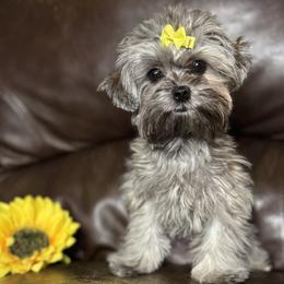 Milli - Morkie