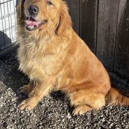 Golden Retriever puppies from 11 Oaks Kennels