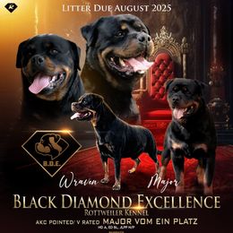 4th female - Black and mahogany female Rottweiler puppy in Antioch, California from Black Diamond Excellence rottweiler kennel
