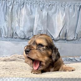 Hamilton - Cream male Dachshund puppy in Anderson, Alabama from Pasek Kennels