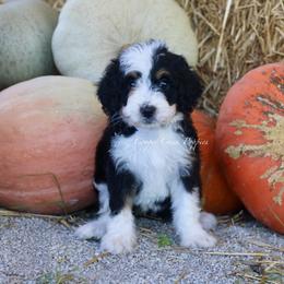 Kora - Tri-color female Bernedoodle puppy in Lowry City, Missouri from Cooper Creek Puppies
