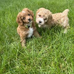 Cockapoo Puppies from M&M Cockapoos