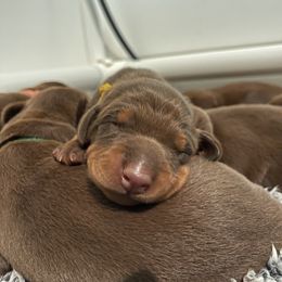 Girl 1 - Doberman Pinscher puppy in Silver Springs, Nevada from Evoke
