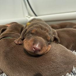Girl 1 - Doberman Pinscher puppy in Silver Springs, Nevada from Evoke