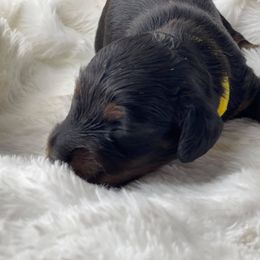 Dachshund Puppies from Hart Dachshunds