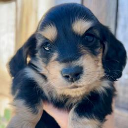 Black and Cream - Black and cream male Dachshund puppy in Nampa, Idaho from Long_and_Low_Dachshunds