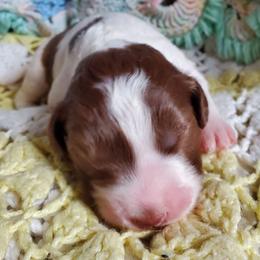 Balthazar - Fawn and white male Sheepadoodle puppy in Bellevue, Iowa from Vivere Farm LLC