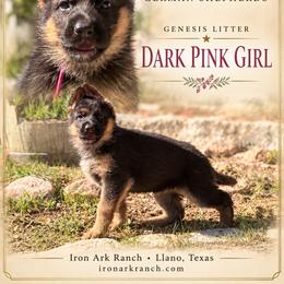 Genesis Von Ark - Black and red female German Shepherd puppy in Llano, Texas from Von Ark German Shepherds