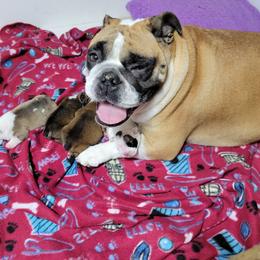 Daisy - Bulldog
