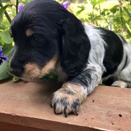 Dachshund Puppies from Alpine Meadow Dachshunds