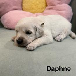 Daphne - Light golden female Golden Retriever puppy in Conroe, Texas from Tails of Cypress