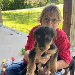 Jasper - Black and tan male Airedale Terrier puppy in Huntsville, Arkansas from Airedale Acres